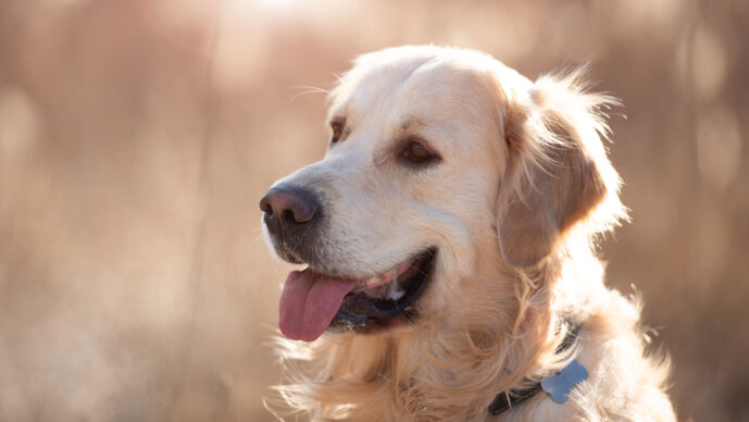 mp62212037-golden-retriever-dog-outdoors.jpg goldenretriver